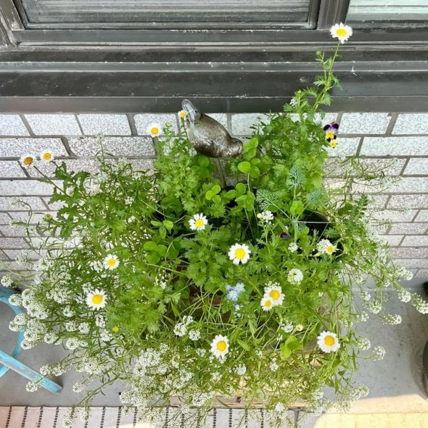 Seeded Paper Birthday Card - Daisy