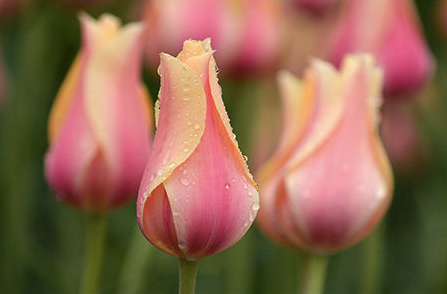 Geof Burbidge Spring/Summer Greeting Cards