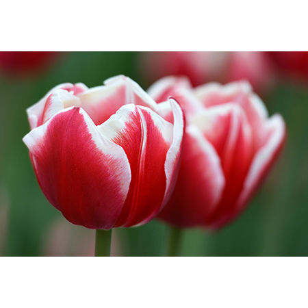 Geof Burbidge Photography Cards - Spring/Summer