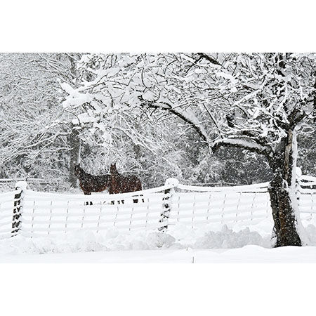 Geof Burbidge Winter Greeting Cards