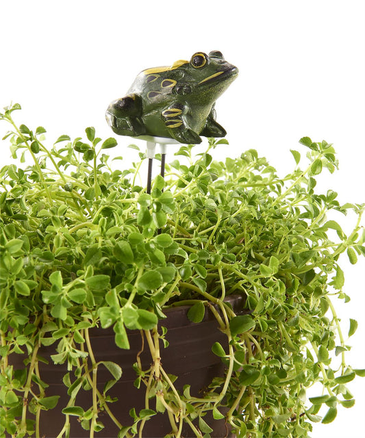 Frog Moisture Meter w/Light Sensor and Sound
