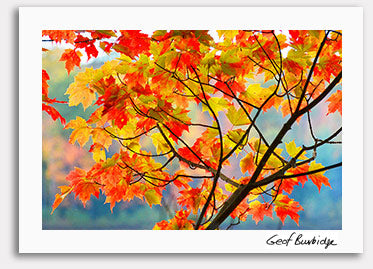Geof Burbidge Autumn Greeting Cards