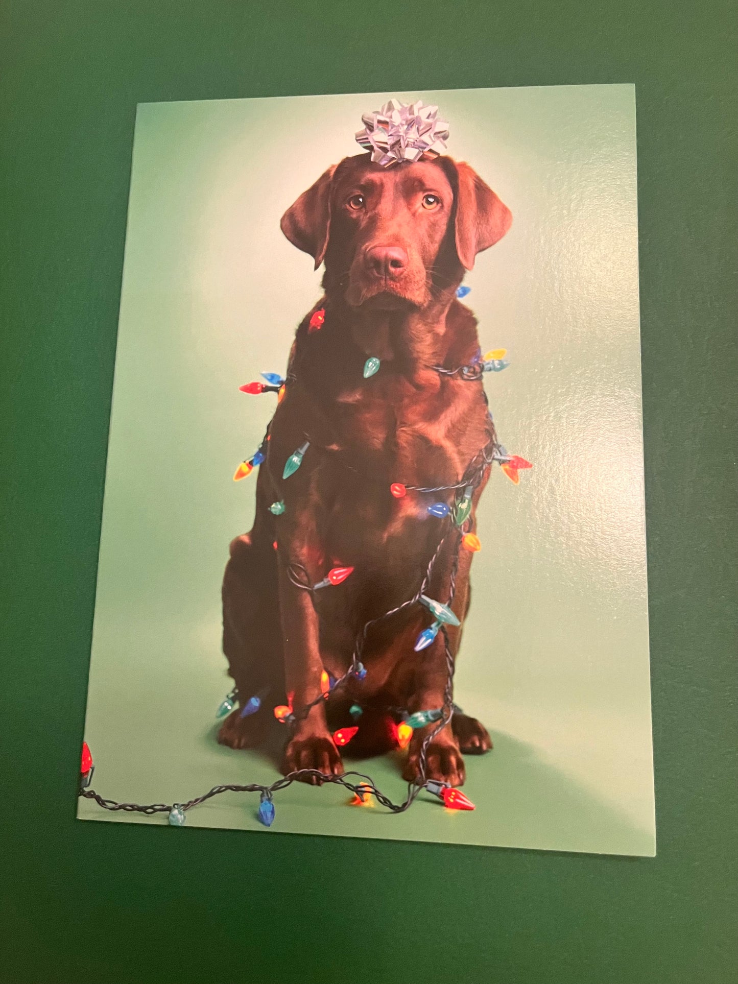 Lit up Lab Holiday Greeting Card