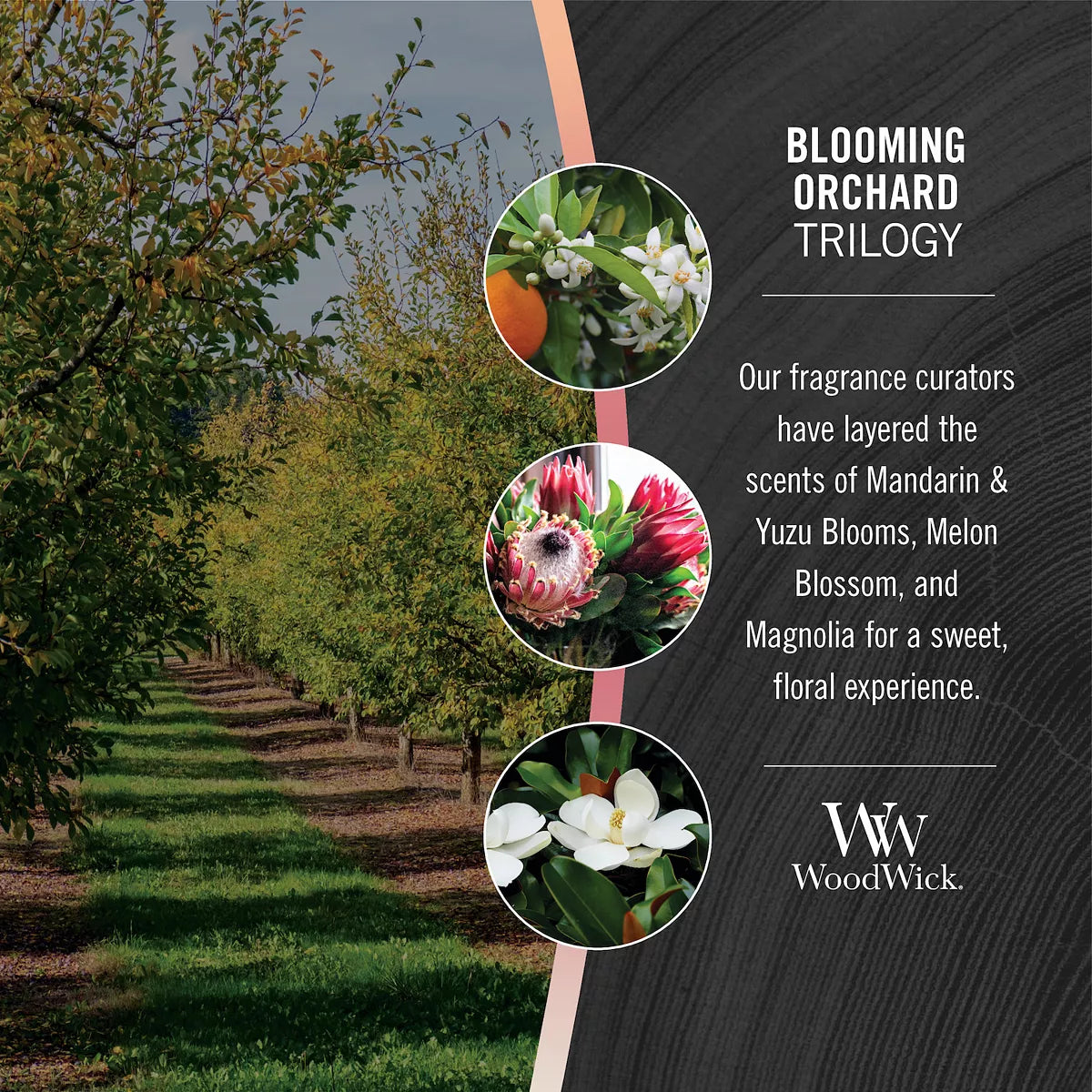 Blooming Orchard Trilogy - Medium